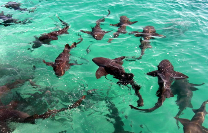 punta cana shark excursions